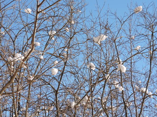 branches of a tree in snow