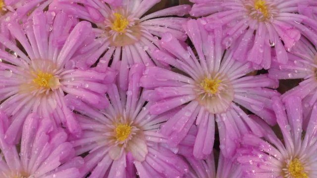 Flowers of Conophytum praesectum.