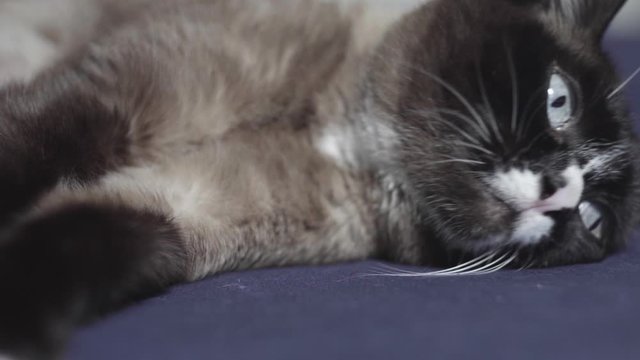 gatto siamese sdraiato accarezzato da una mano con smalto rosso