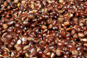 Chestnut production in the Genal Valley in Ronda, Malaga. Spain