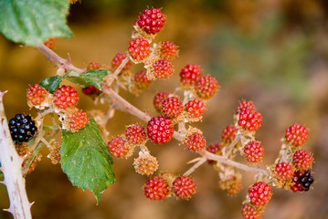 Fruits of the forest. Blackberry Cows
