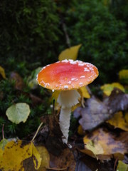 Der Fliegenpilz