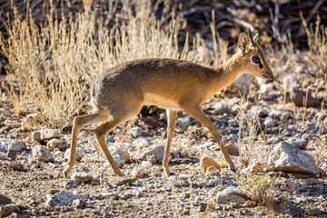 Male Dik Dik antelope walking carefully through the steppe, Namibia, Africa