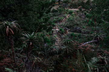 Mysterious looking steps in a green dark garden