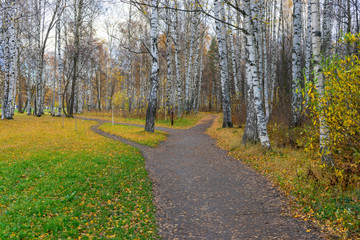 Fototapeta premium road in the forest