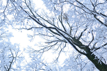 Landscapes of the winter forest with falling snow - wonderland park with snowfall. Snowy winter landscape scene - Image