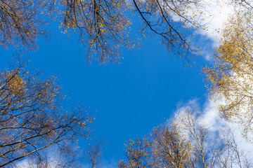 Looking up through the treetops. Beautiful natural frame of foliage against the sky. Copy space.