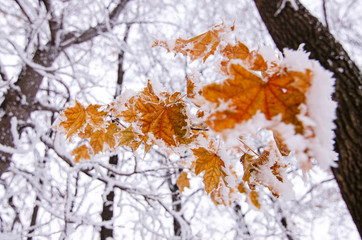 Bright orange maple leaves covered with white snow, winter frosty day