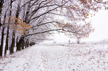 Winter beautiful oak alley covered with snow, frosty winter day