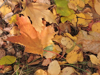 autumn leaves on the ground