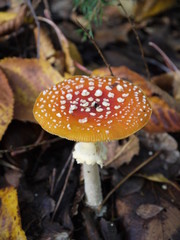 Der Fliegenpilz
