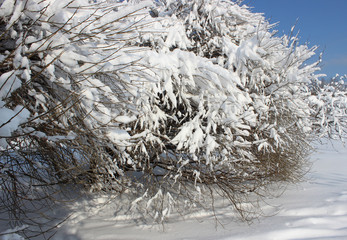 Bushes covered with snow