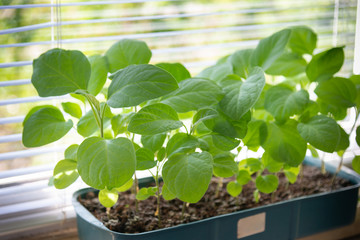 Flower pot, plastic container with fresh green sprinf spreedings of eggplant vegetable