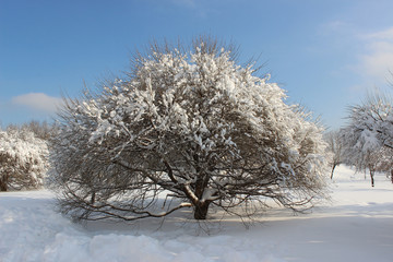 Beautiful tree covered with snow on a Sunny winter day.
