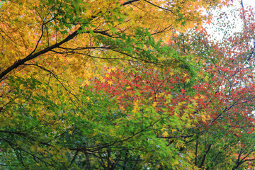 Beautiful Red and Colorful Japanese Maple Leaves Background in Kyoto in the Shrine