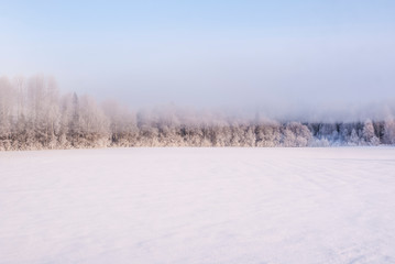 Fototapeta na wymiar Russia. Winter. Forest in the fog.