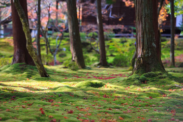 Red and Purple Maple Leaves falling on the Grassland under the Sunlight, Leaves and Moss in the Garden