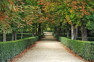 Fototapeta na wymiar Road in the park in autumn