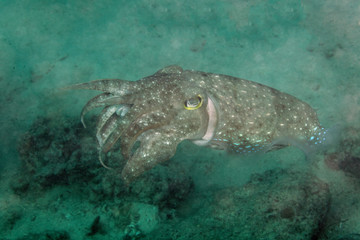 Cuttlefish from Sipadan coral reef, Borneo, Malaysia