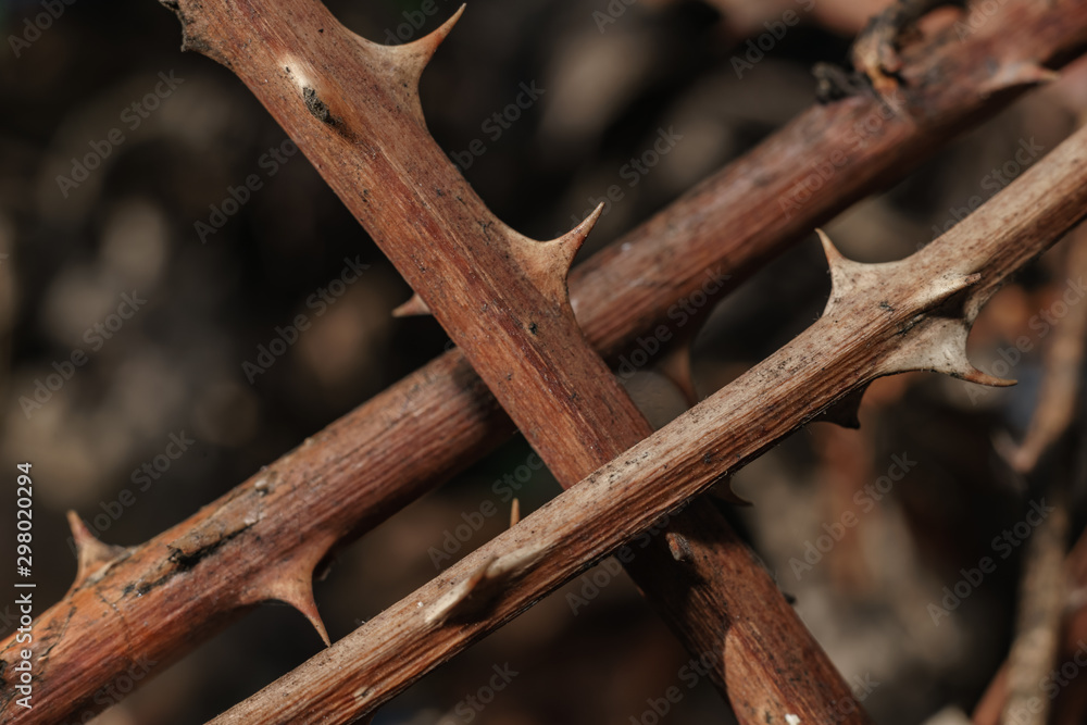 Poster close up beautiful thorn on a green background. macro photography view.
