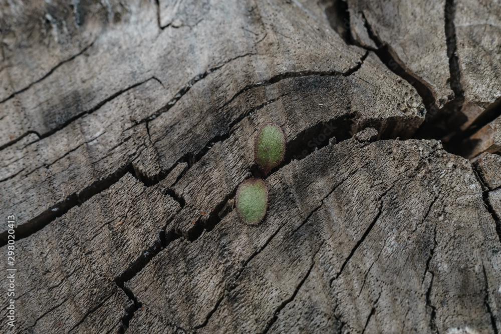 Poster close up beautiful old wooden tree background texture. macro view.