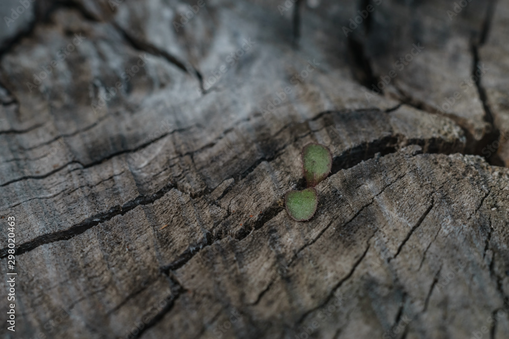 Poster close up beautiful old wooden tree background texture. macro view.