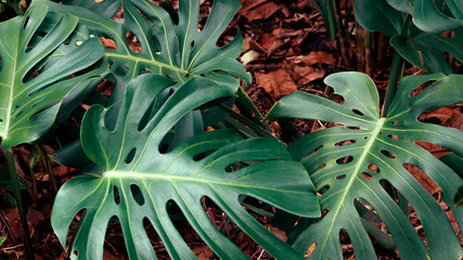Green leaves of Monstera philodendron, plant growing in botanical garden, tropical forest plants,...