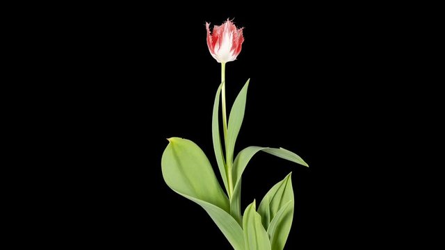 White and red tulip bloom buds ALPHA matte, FULL HD (Tulipa Huis ten bosch)