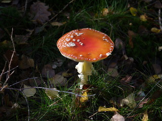 Der Fliegenpilz