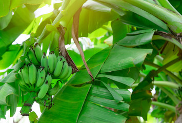 Banana tree with bunch of raw green bananas and banana green leaves. Cultivated banana plantation. Tropic fruit farm. Herbal medicine for treatment diarrhea and gastritis. Agriculture. Organic food.