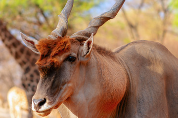 Beautiful Images  of African largest Antelope. Wild african Eland antelope  close up, Namibia,...