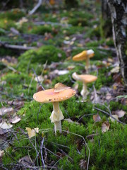 Der Fliegenpilz