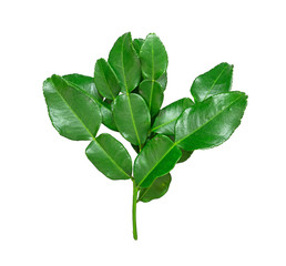 Bergamot,Kaffir, green leafs ,Leech lime or Mauritius papeda  isolated on white background.Scientific name is Citrus hysteria.,Herb.view top and close up.
