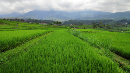 Fototapeta na wymiar Jatiluwih paddy field rice terraces in Bali