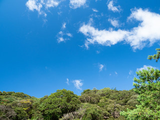 Fototapeta na wymiar 秋の青空と木々