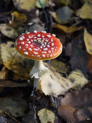 Der Fliegenpilz