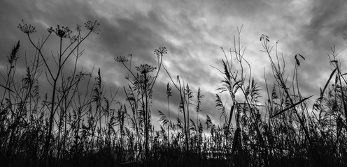 Dry grass in the fall. The reeds. The stems are dry in the fall.