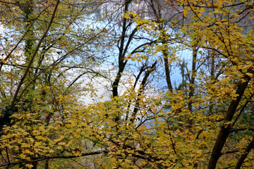 Fototapeta na wymiar Colorful autumn leaves on Lake Bled, Slovenia. Selective focus.