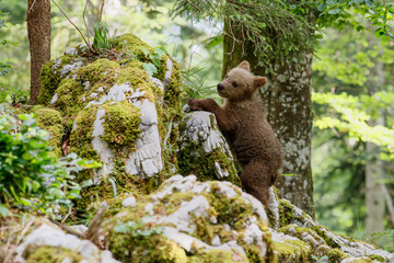 Brown bear - close encounter with wild brown bear cub in the forest and mountains of the Notranjska region in Slovenia