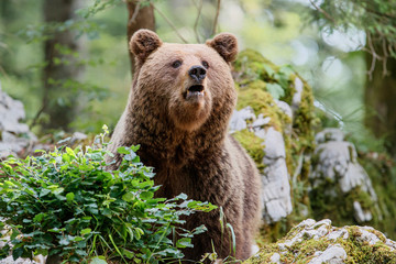 Brown bear - close encounter with a big female wild brown bears in the forest and mountains of the Notranjska region in Slovenia