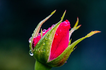 Rosen im Regen