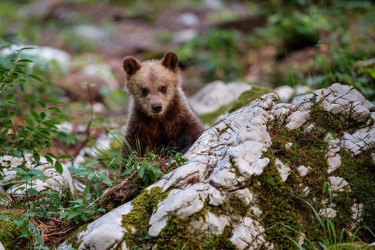 Brown bear - close encounter with wild brown bear cub in the forest and mountains of the Notranjska region in Slovenia