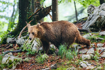 Brown bear - close encounter with a young wild brown bears in the forest and mountains of the Notranjska region in Slovenia
