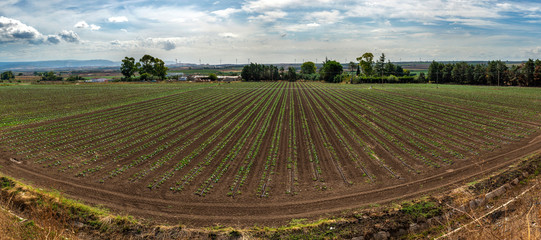 Newly planted broccoli plantation. Seedlings in rows. High view.