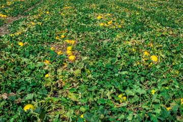 Melons in the field. Sunny day. Plantation with yellow melons in Italy.