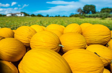 Canary yellow melons from the farm.