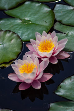 Water lily in a pond