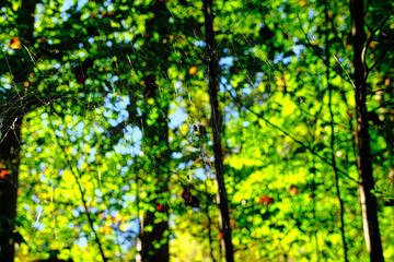 Fototapeta na wymiar Black and Yellow Spide on Web in Forest