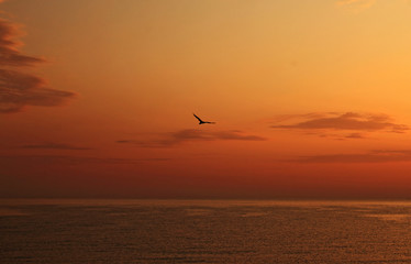 Seagull flying on the coast at sunrise