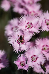 Wild carnation flowers